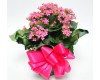 6" Kalanchoe Plant as a Gift